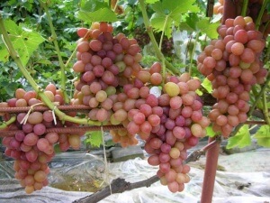 Виноград є улюбленими ласощами багатьох людей